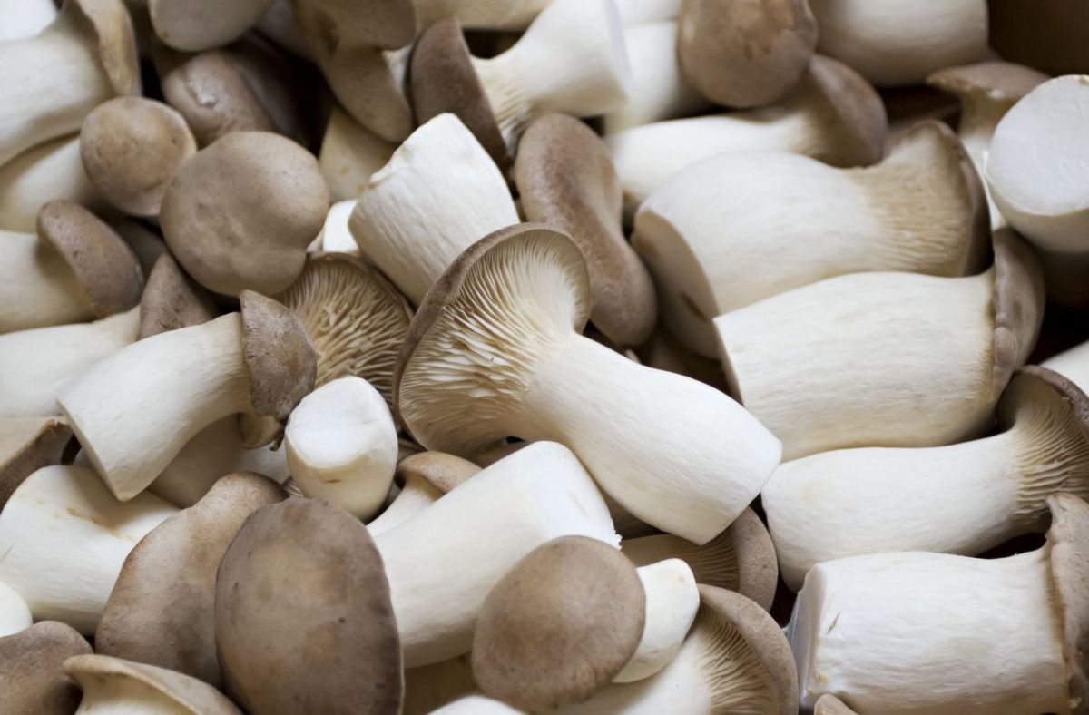 Mashroom King Oyster - Image 2