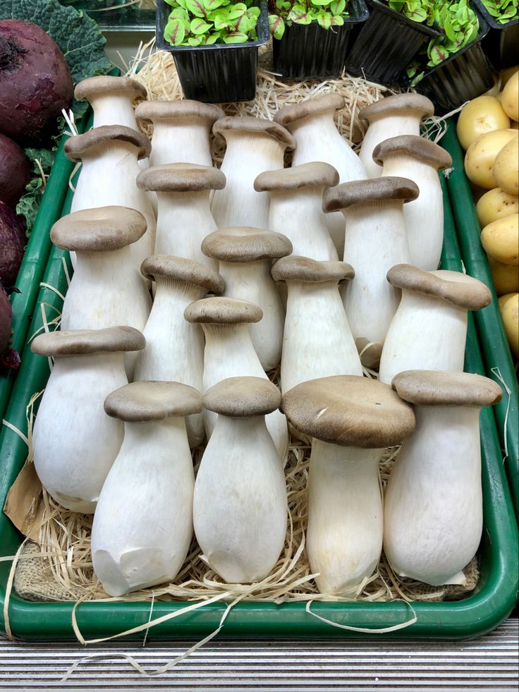 Mashroom King Oyster - Image 4