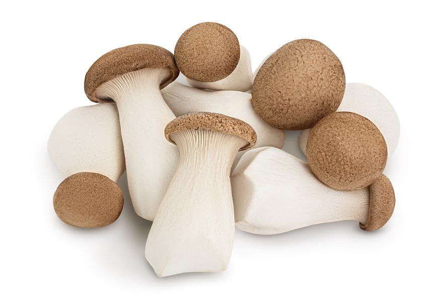 Mashroom King Oyster